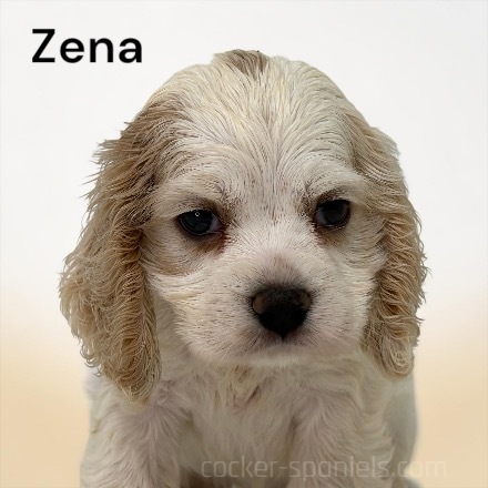 puppy, for, sale, Cocker Spaniel, Joe & Cherri  Overlease, dog, breeder, Miller, MO, dog-breeder, puppy-for-sale, forsale, nearby, find, puppyfind, locator, puppylocator, aca